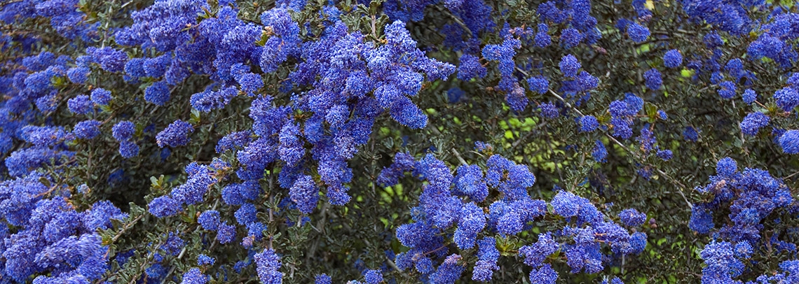 008Ceanothus Blue Sapphire20071017-8_DSC6581 banner.jpg